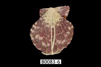 藏品(油畫海扇蛤)的圖片